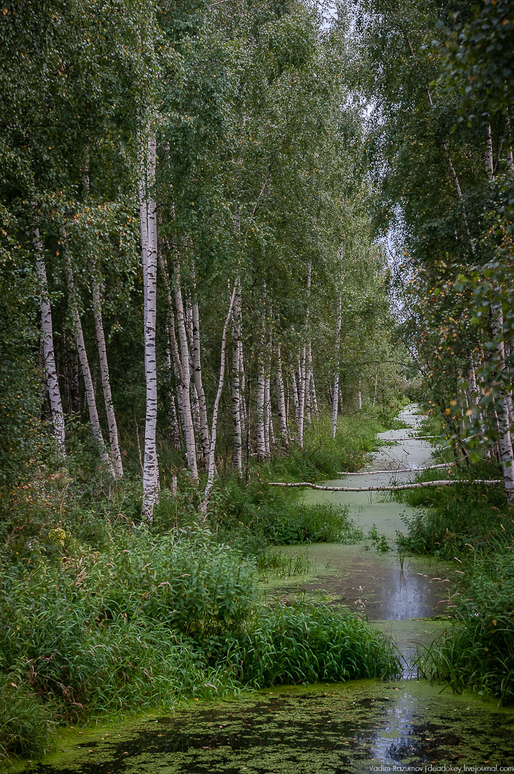 Экоэлектричка. В Талдом на Cовиный ФЕСТ!