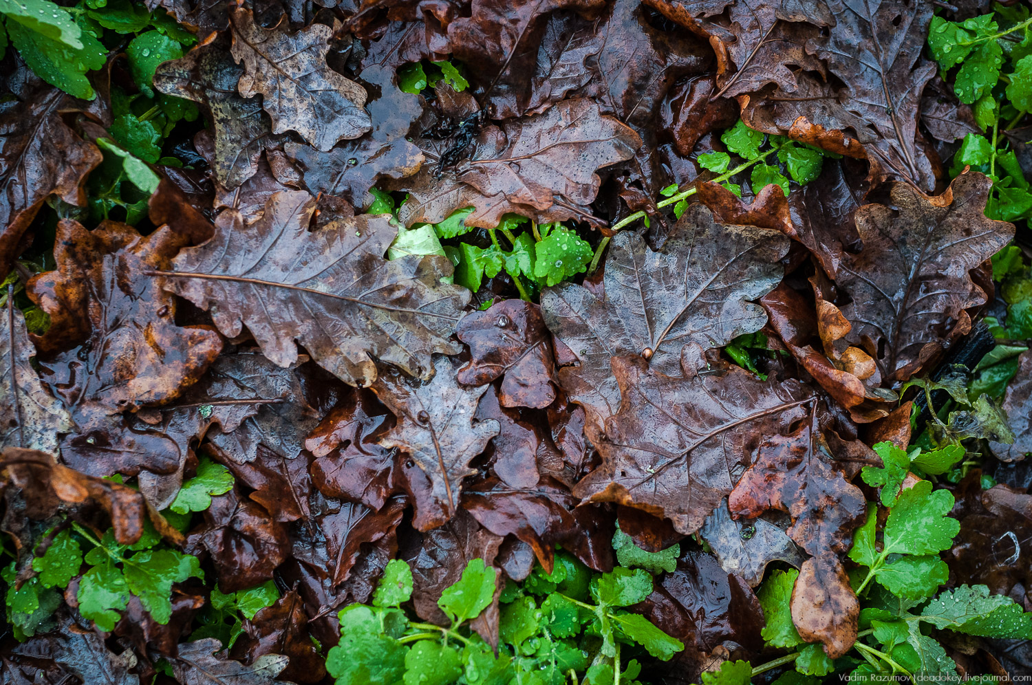 усадьба Пальна-Михайловка, аудиогид по усадбе, фото Вадим Разумов