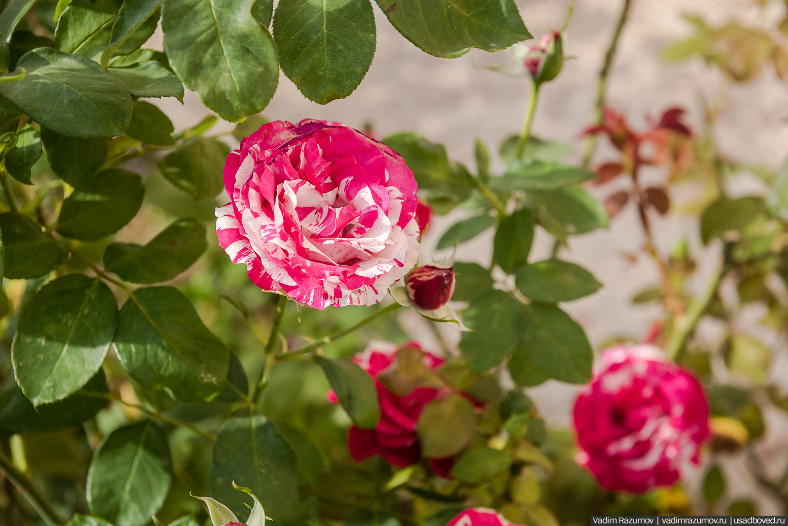 усадьба Кесслеров-Ферсмана, Крым, Симферополь