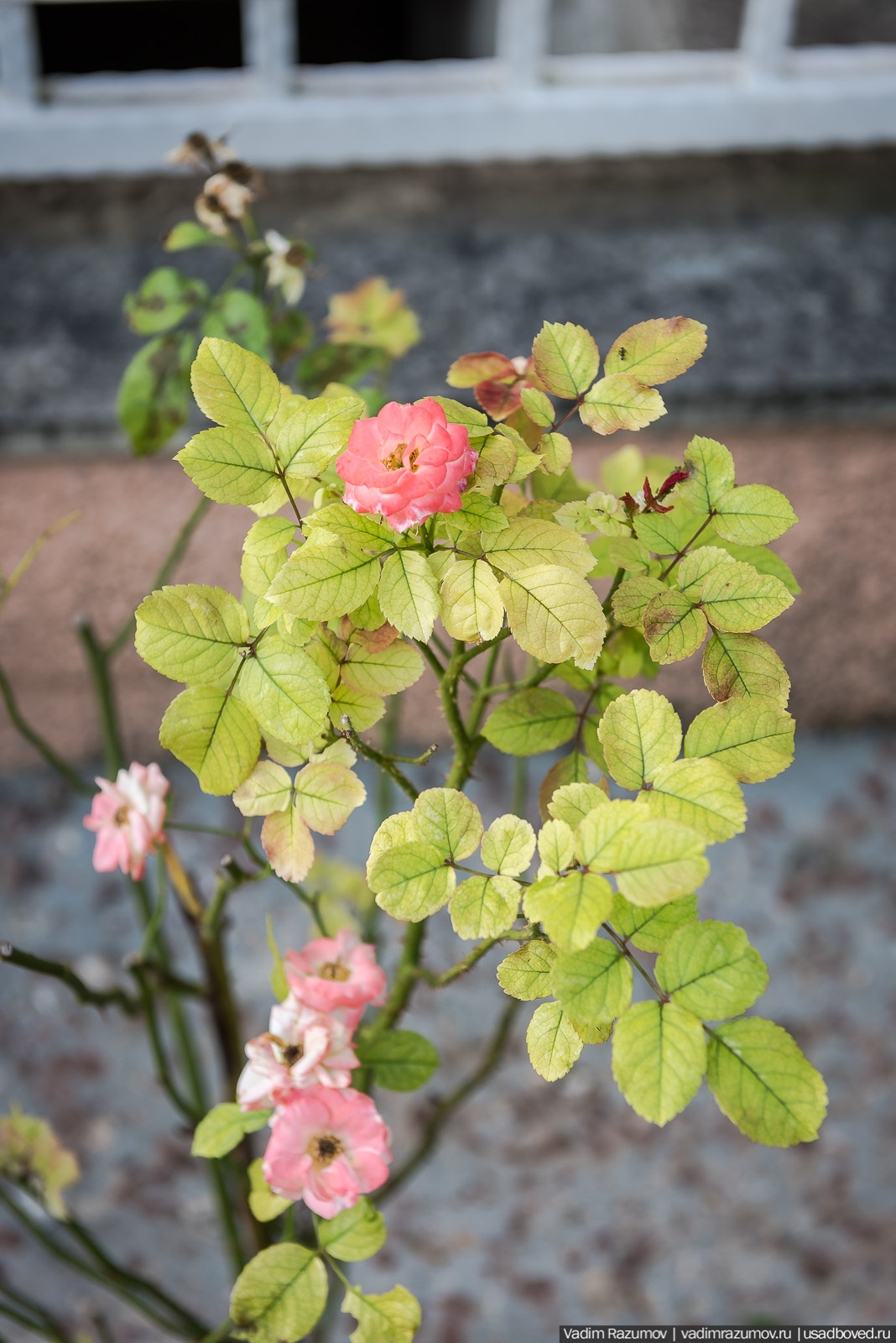 усадьба Кесслеров-Ферсмана, Крым, Симферополь