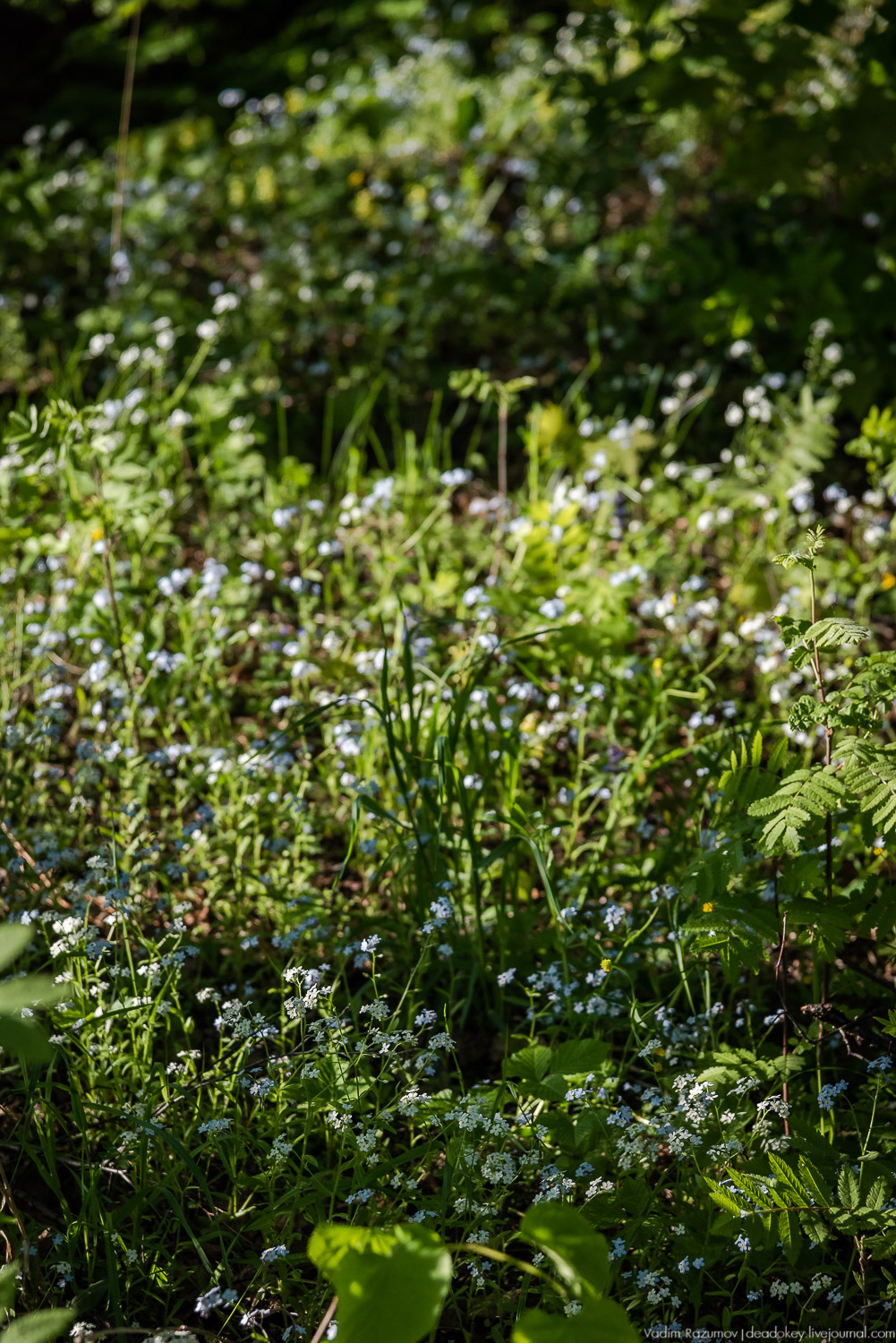 усадьба Воронино