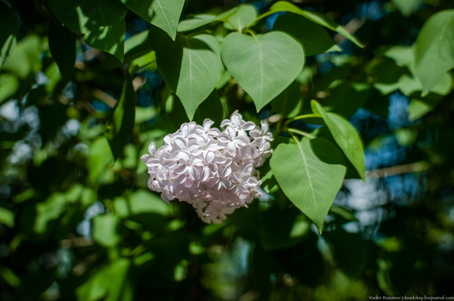 усадьба Валуево в мае