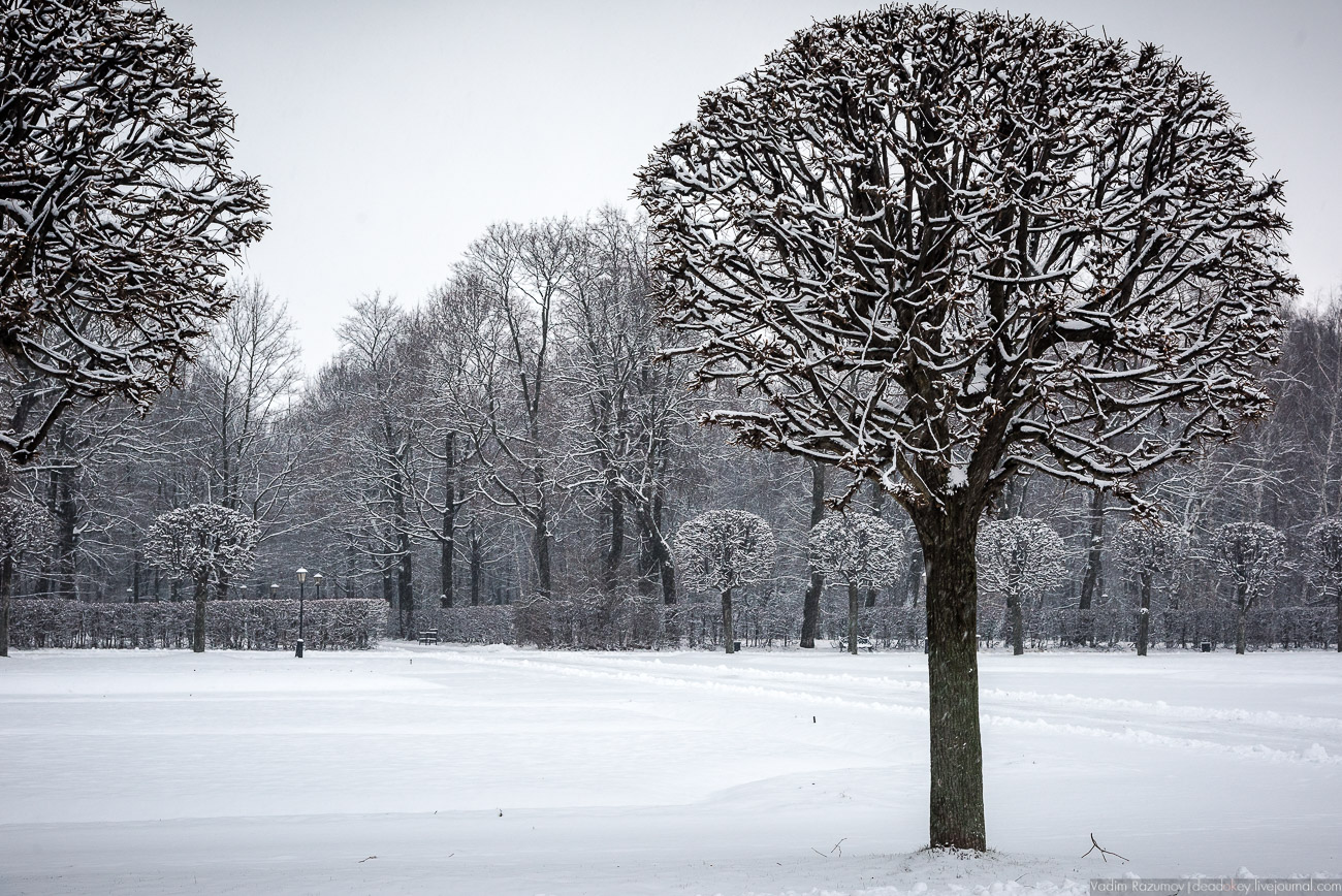 Усадьба Кусково зимой, 2018 год
