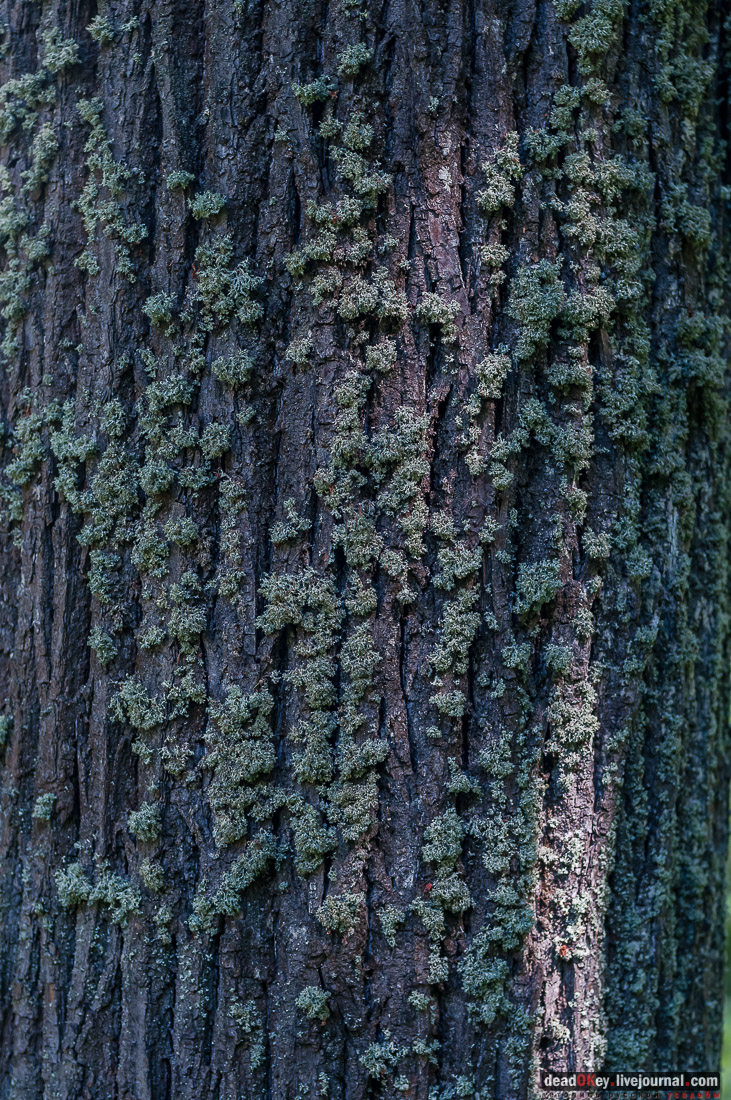 усадьба Васильевское Повалишиных