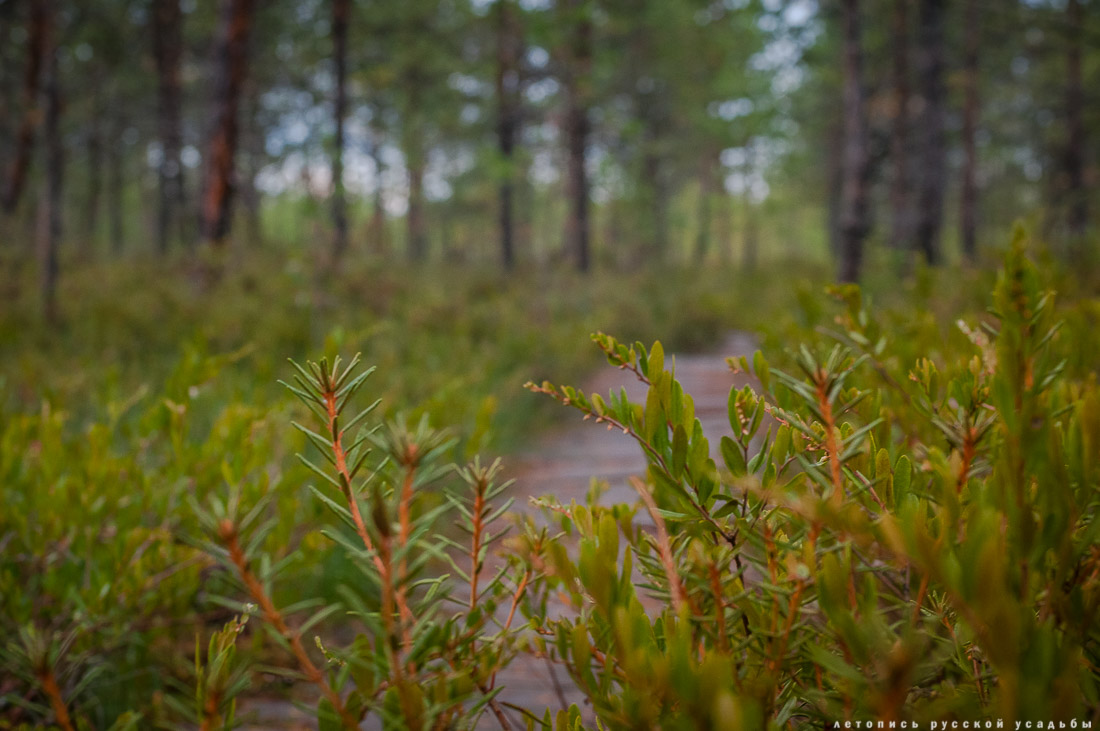 Экоэлектричка на родину журавлей в Талдомский район