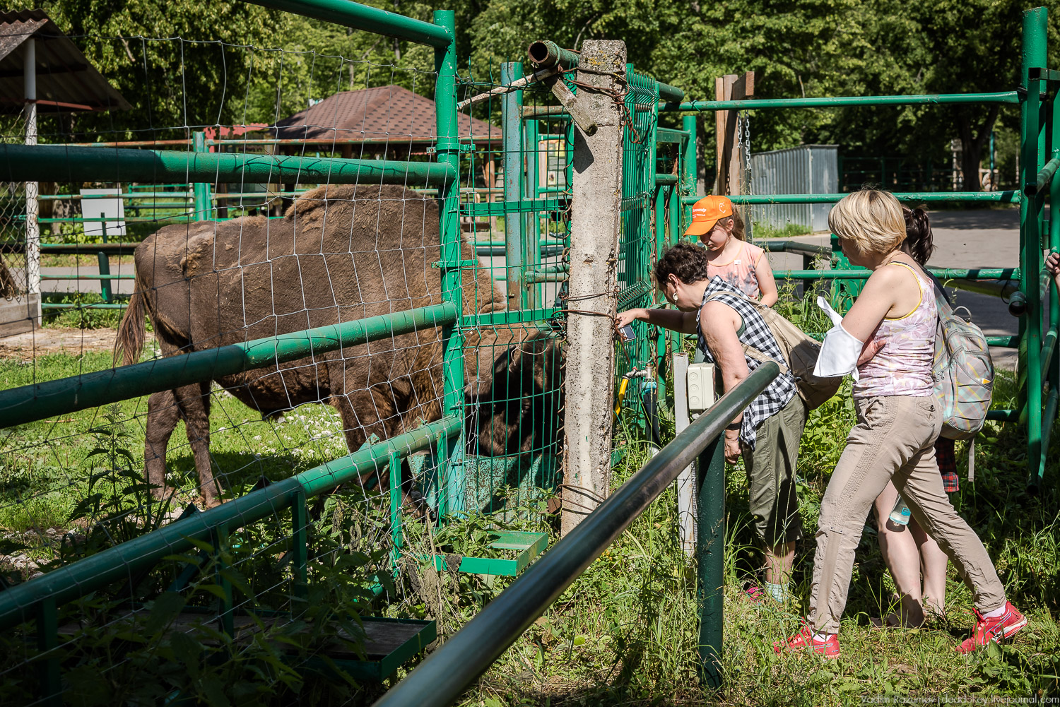 Экоэлектричка. Волонтерский поезд к зубрам в Приокский террасный заповедник
