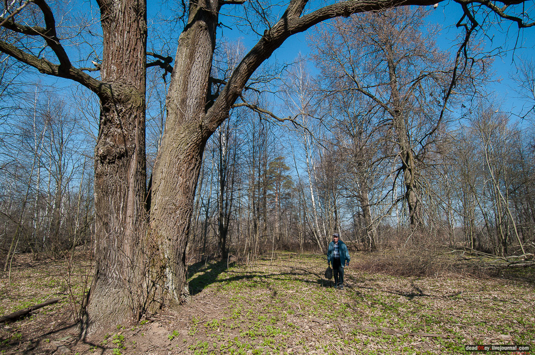 усадьба Савинское (исследование масонского парка)
