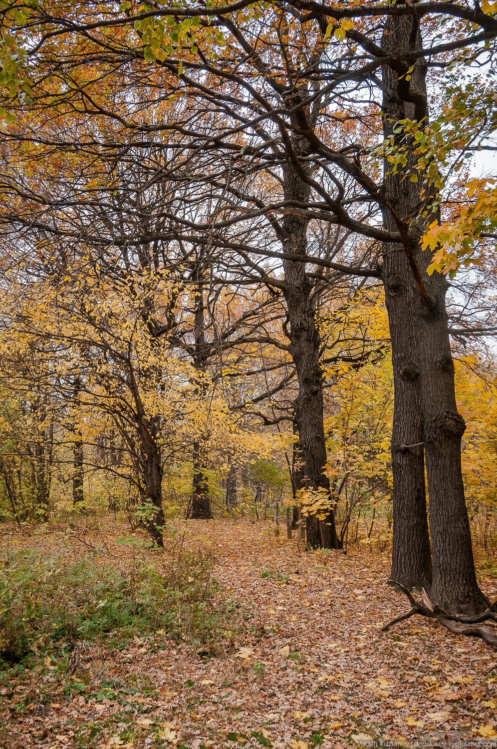 усадьба Кусково, осень 2018 года
