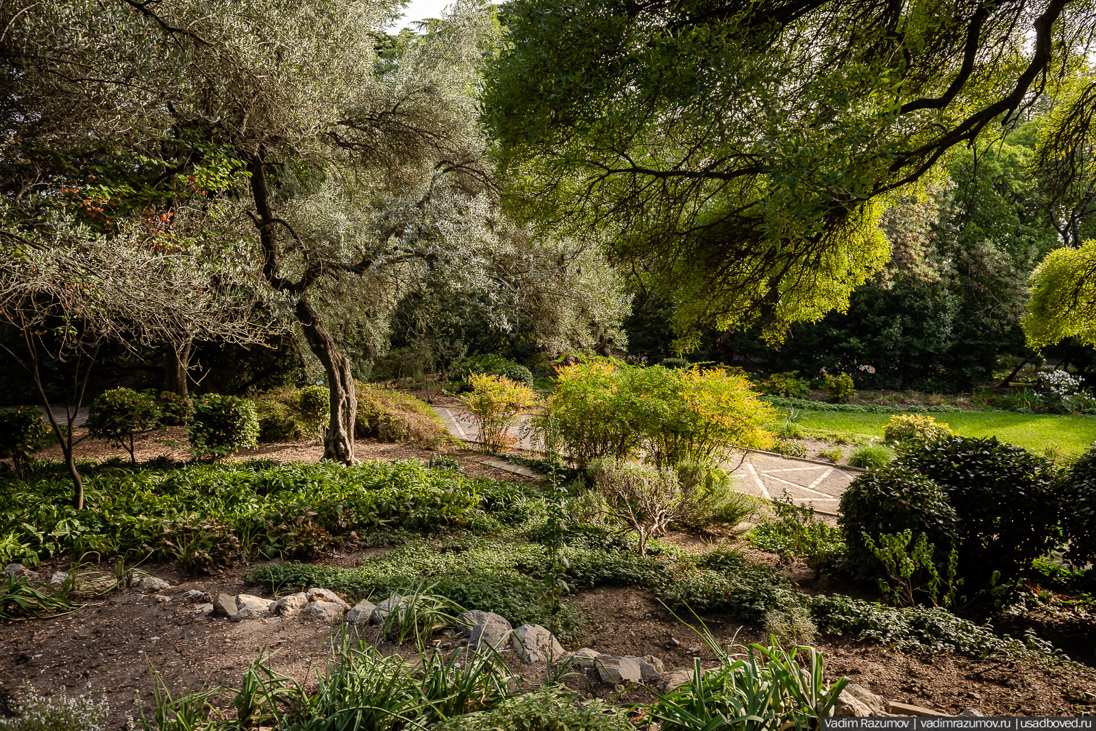 Никитский ботанический сад