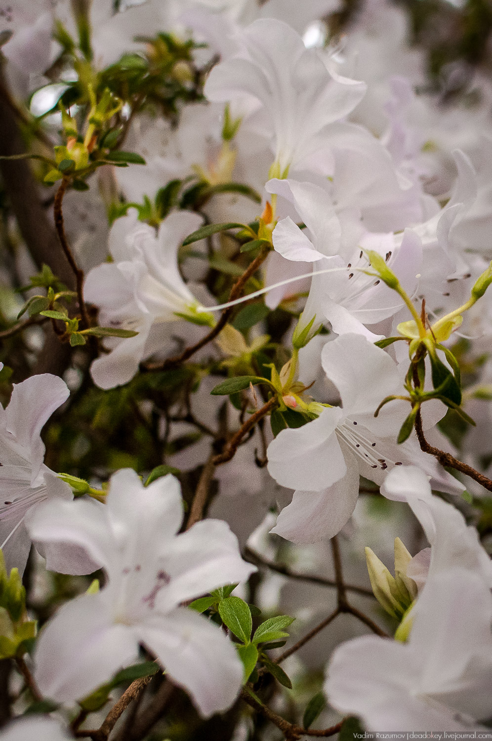 Ботанический сад, фондовая оранжерея, Экоэлектричка, борщевик