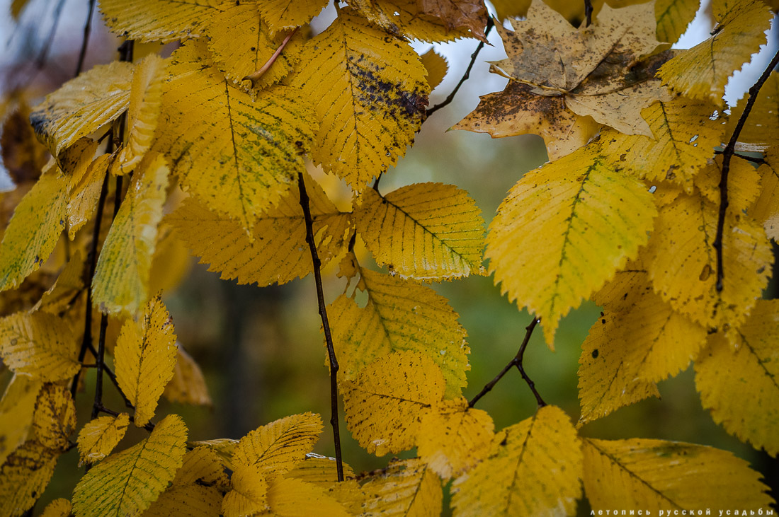 усадьба Ясная Поляна Льва Николаевича Толстого, Тульская область, осенью