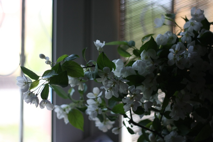 IMG_9543 - копия (700x466, 124Kb)