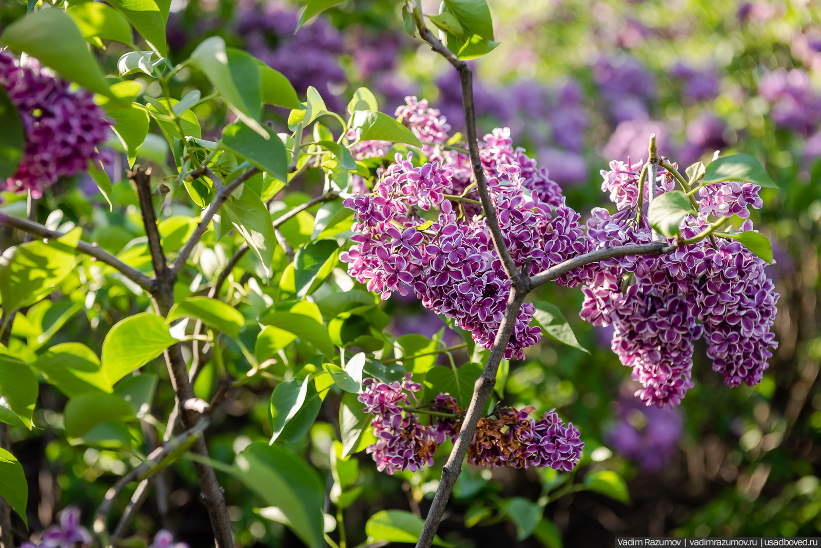 Мещерский дендрарий, ЛОСС, усадьба Барсуково, цветение сирени, Липецкая области