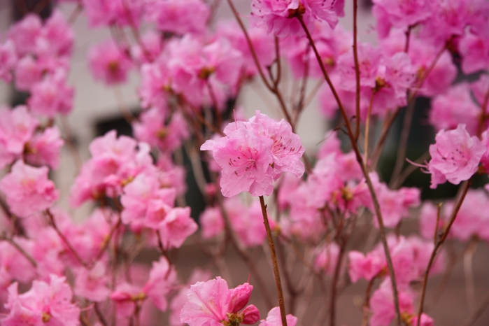 1109989_1IMG_1681_copy (700x466, 214Kb)