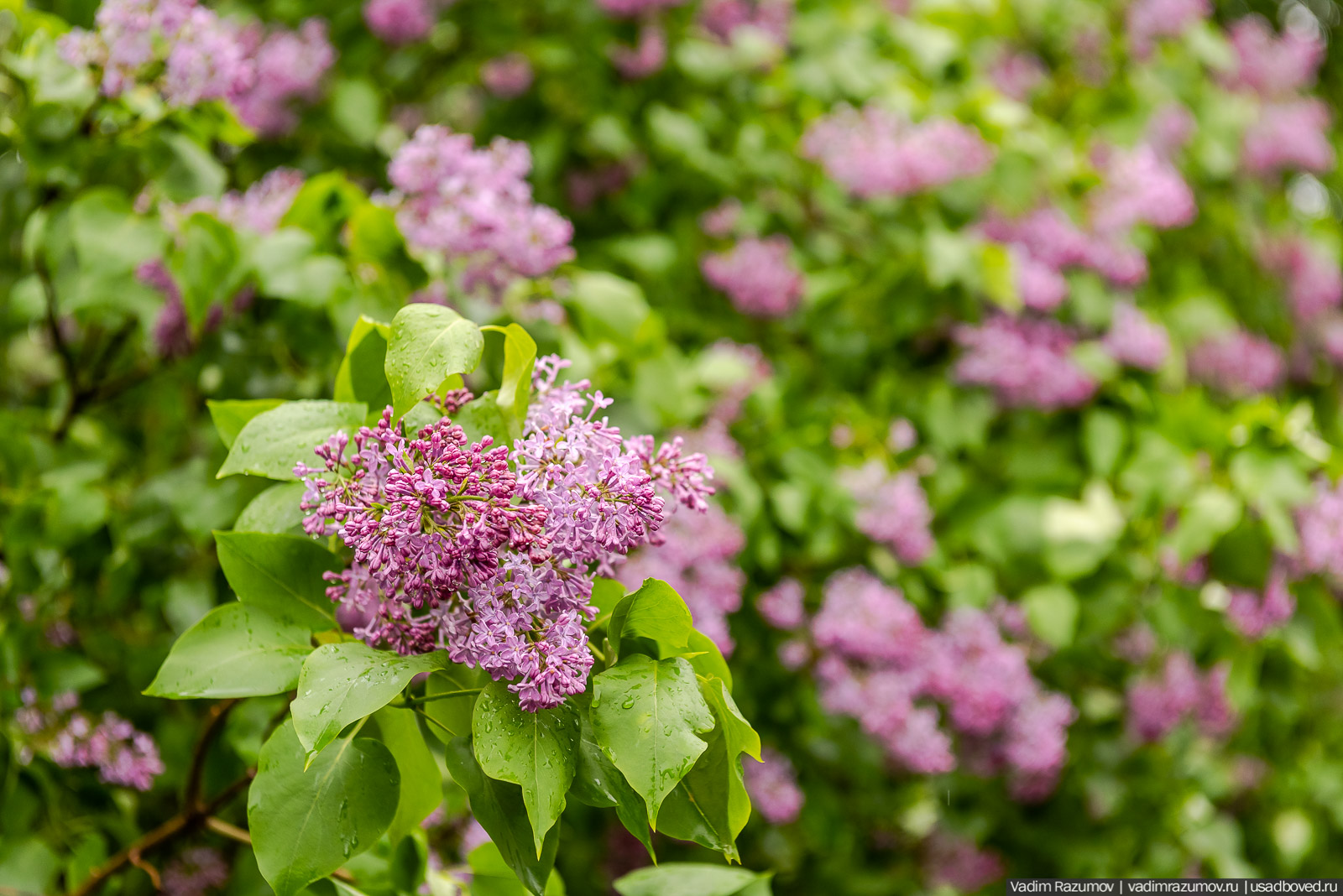 Усадьба фабриканта Думнова в Заречье, Владимирская область. Цветение сирени, сады