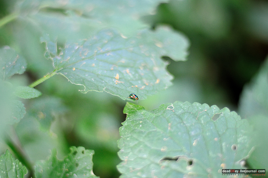 усадьба Матыра