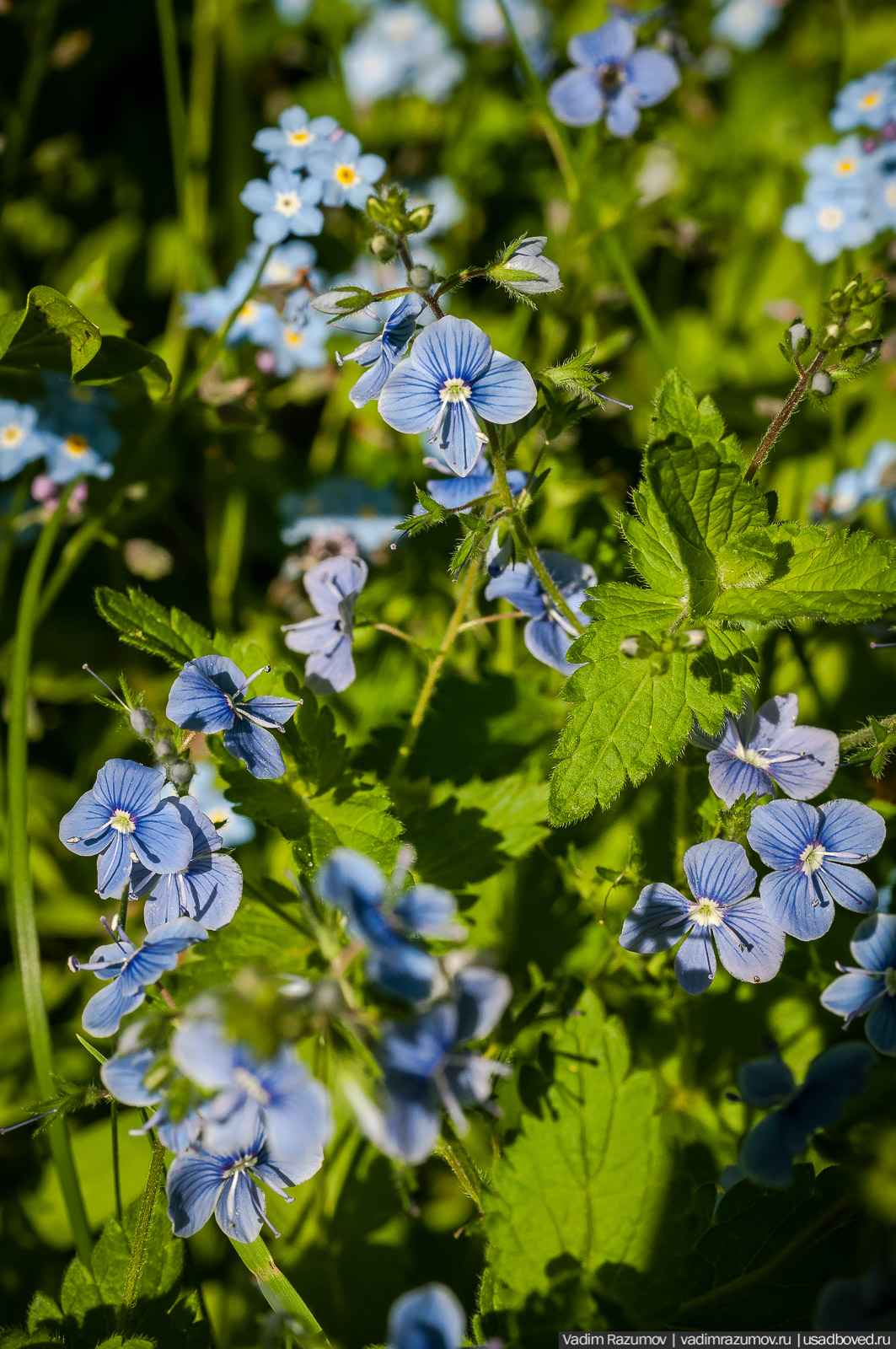 усадьба Дворяниново, Андрей Тимофеевич Болотов, Тульская область