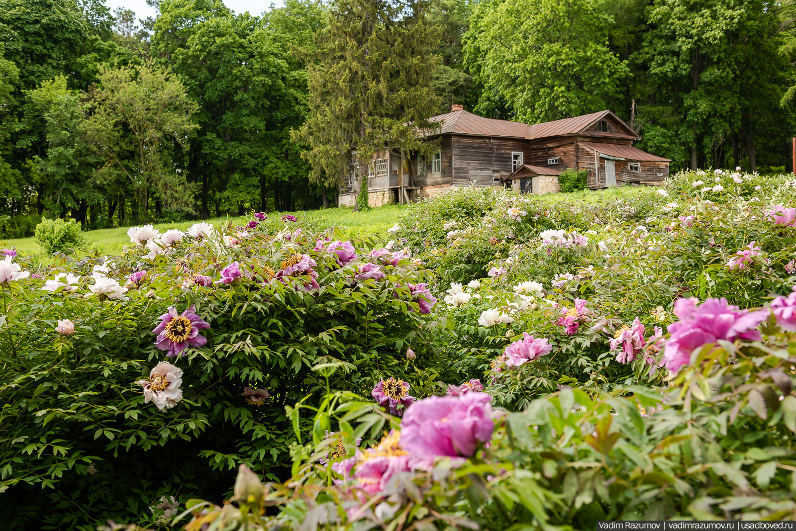 Мещерский дендрарий, ЛОСС, усадьба Барсуково, цветение сирени, Липецкая области