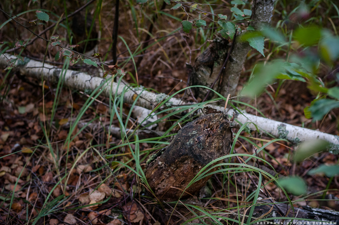 Экоэлектричка на родину журавлей в Талдомский район