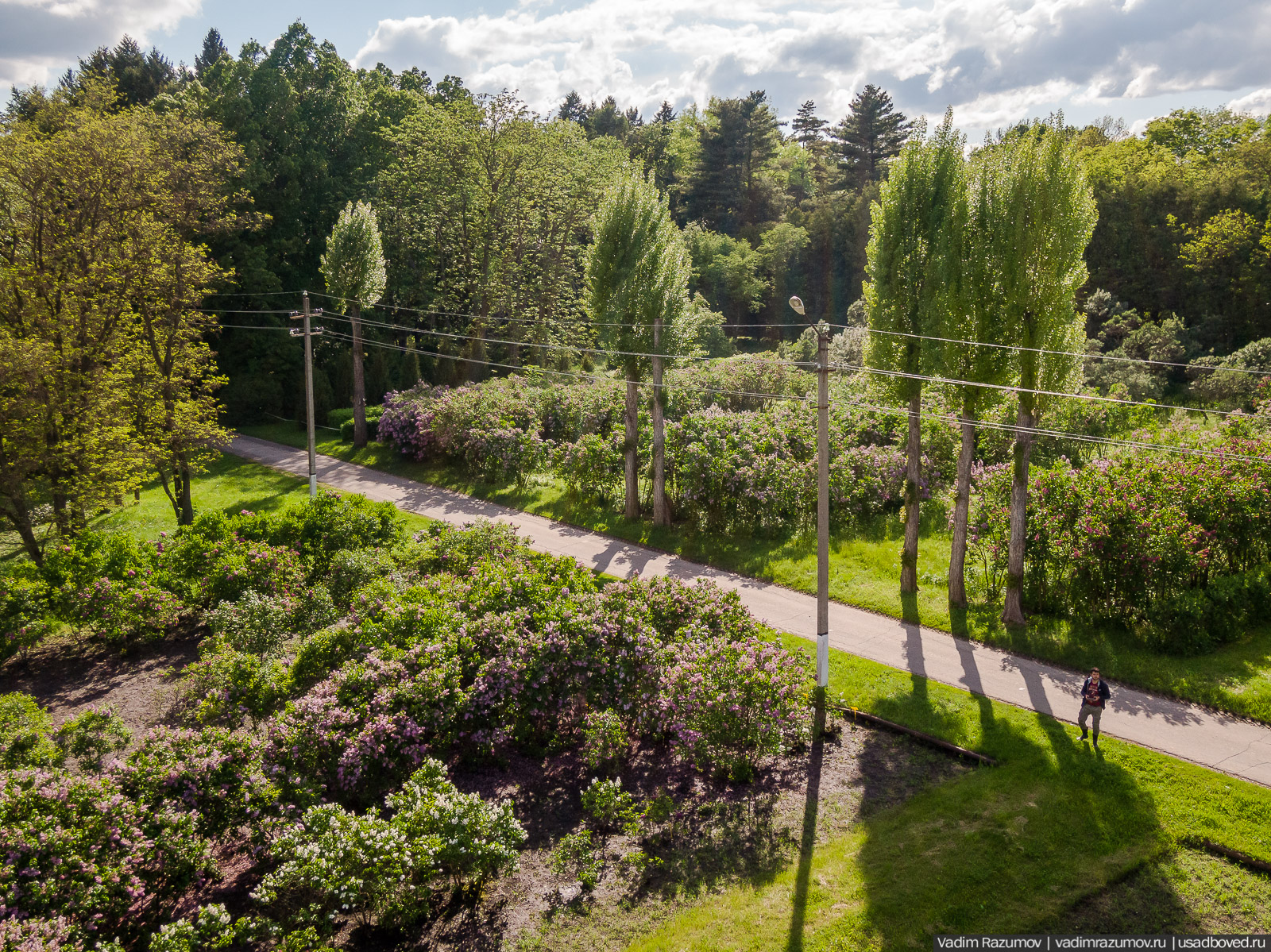 Мещерский дендрарий, ЛОСС, усадьба Барсуково, цветение сирени, Липецкая области