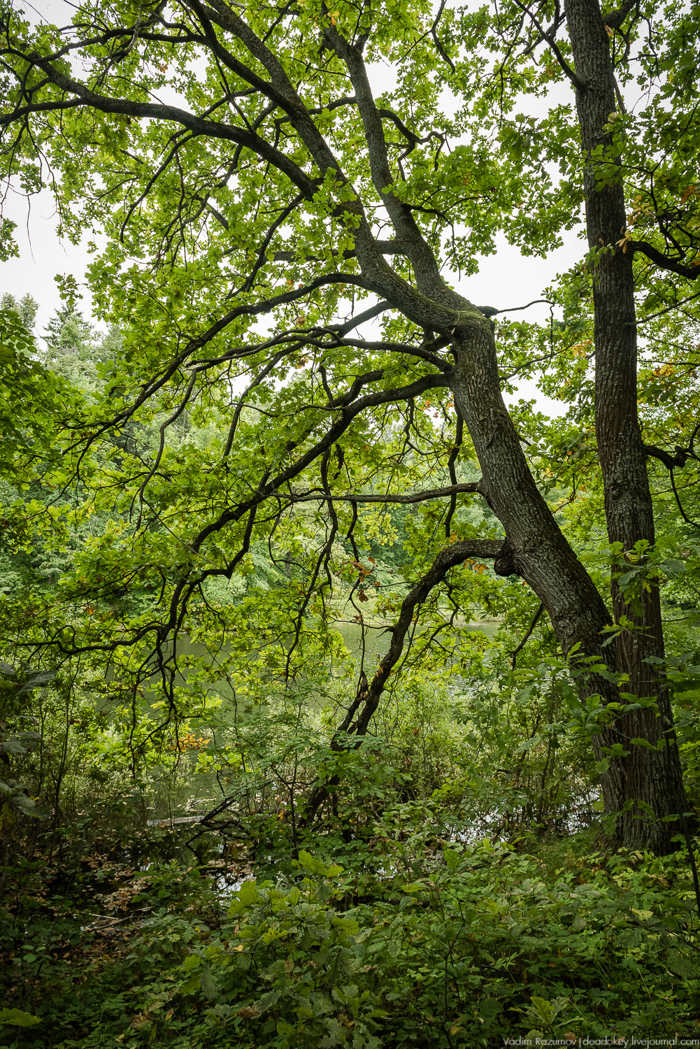 усадьба Никольское-Обольяниново, Усадебные волонтеры, субботник 17 августа 2019 года