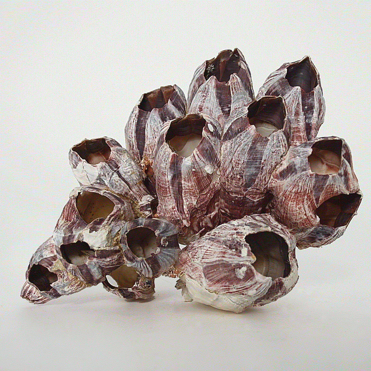 Морские желуди - балянусы желуди, домика, желудей, морских, ножки, жизни, чтобы, рачок, Морские, времени, однако, раковину, способны, очень, усоногих, помощью, головы, образ, животных, морские