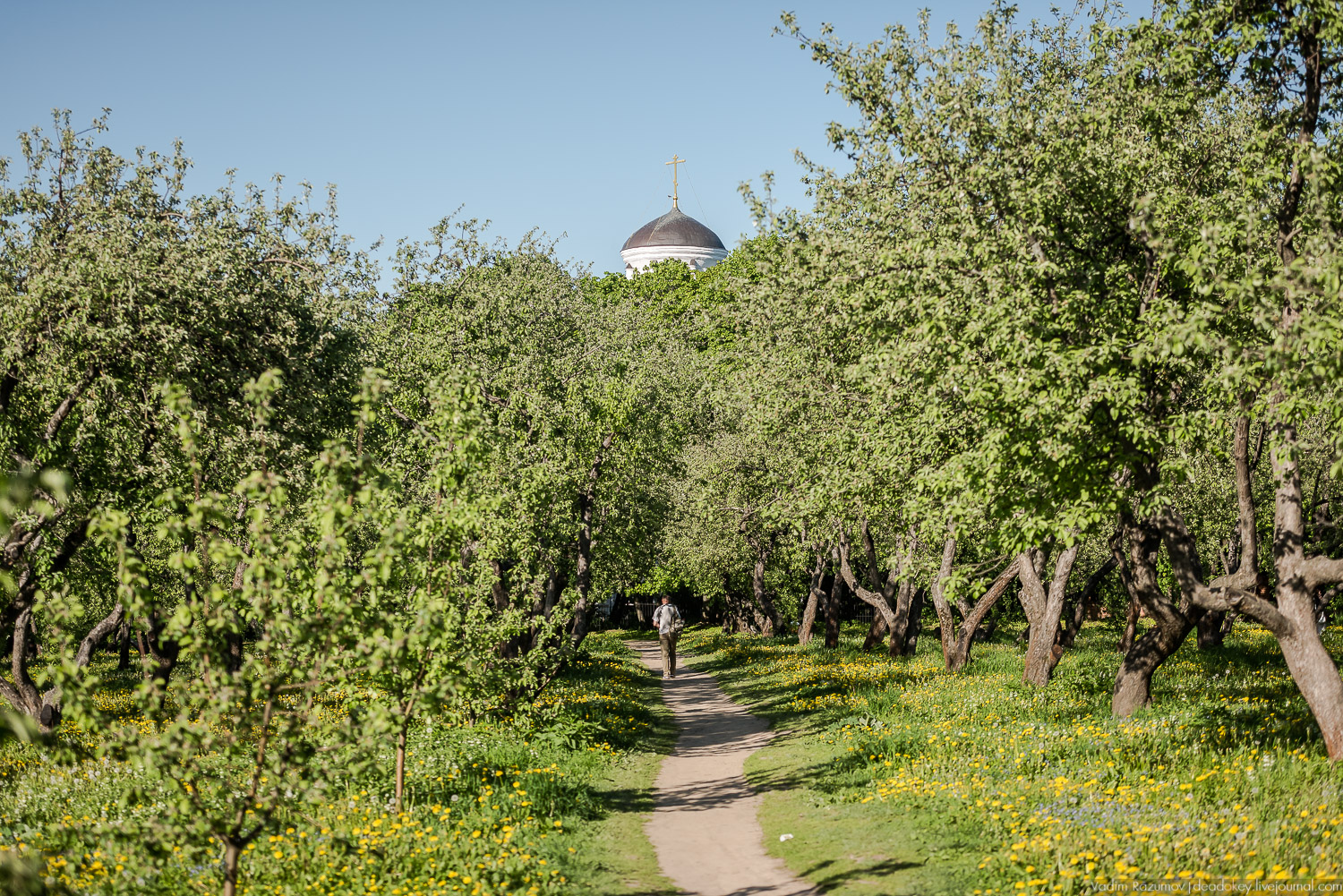 Коломенское в мае, цветы