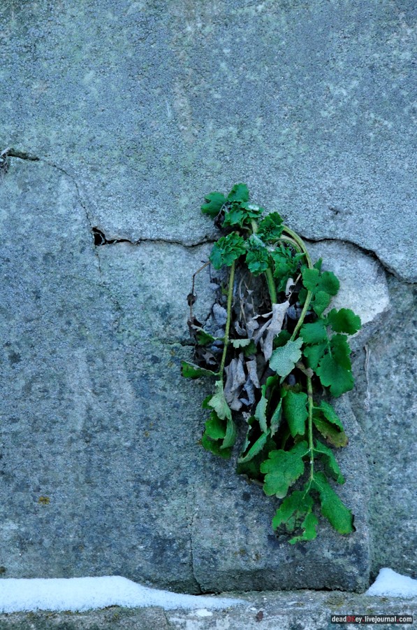 усадьба Медное-Власово