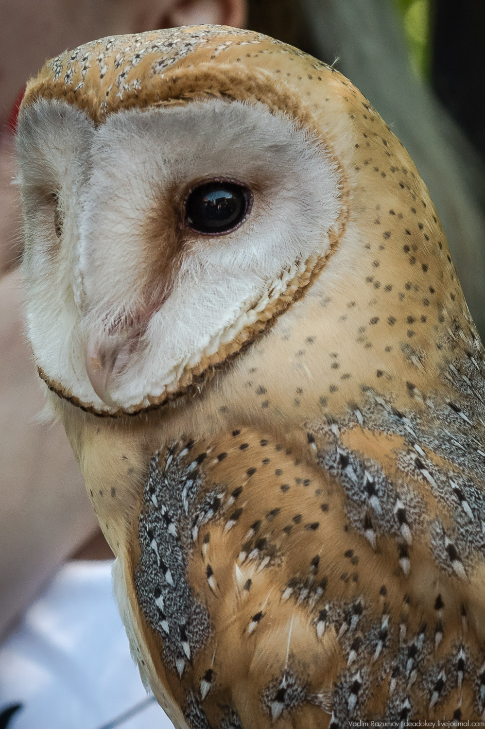 Экоэлектричка. Совиный фестиваль