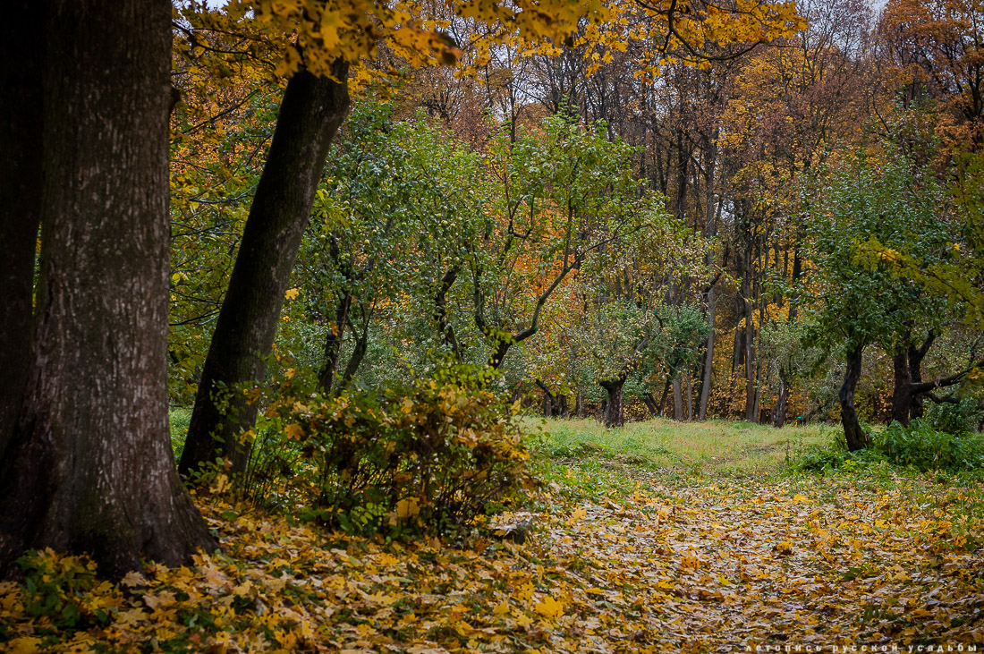 усадьба Ясная Поляна Льва Николаевича Толстого, Тульская область, осенью