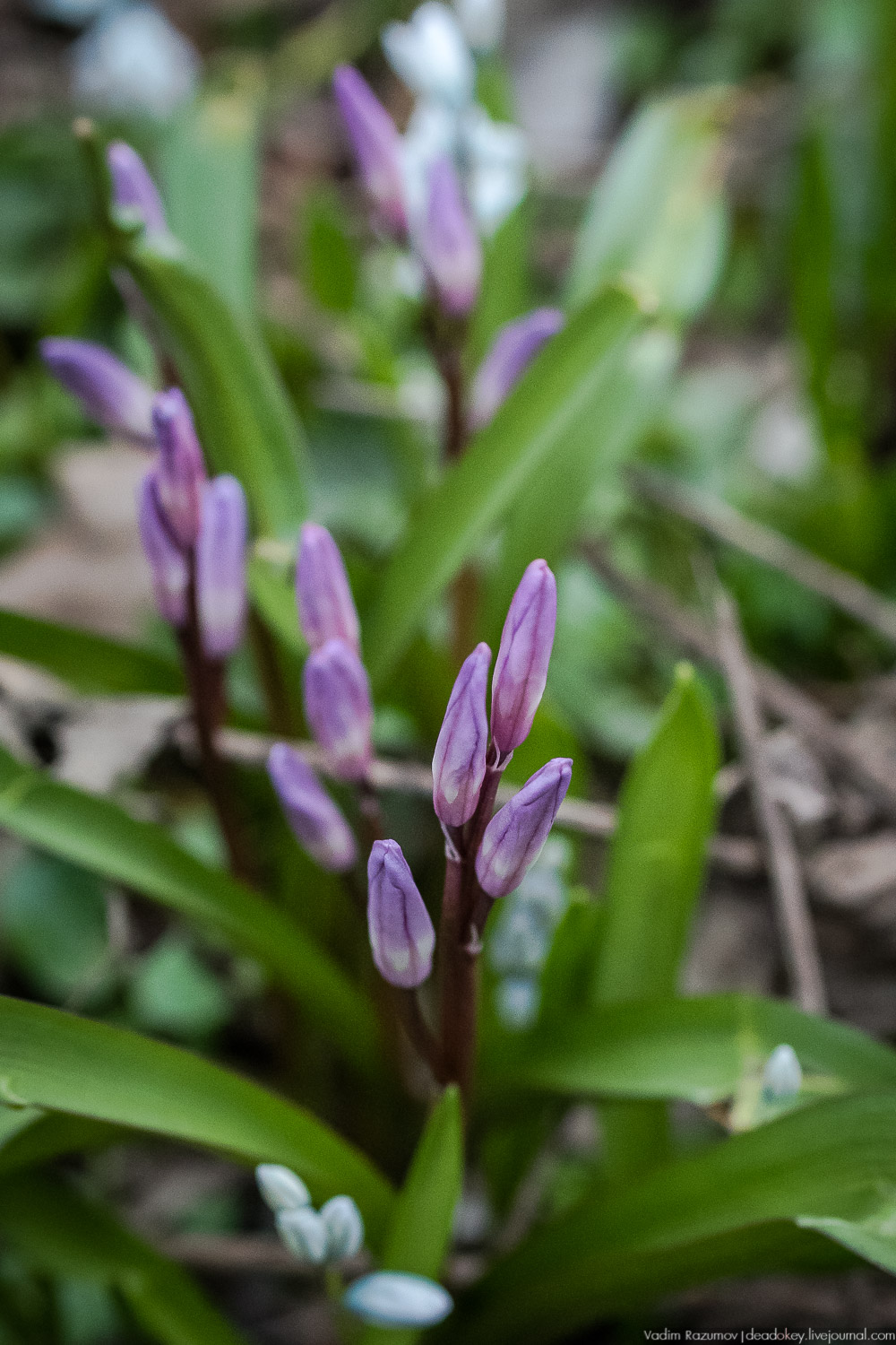 Продснежники в Аптекарском огороде