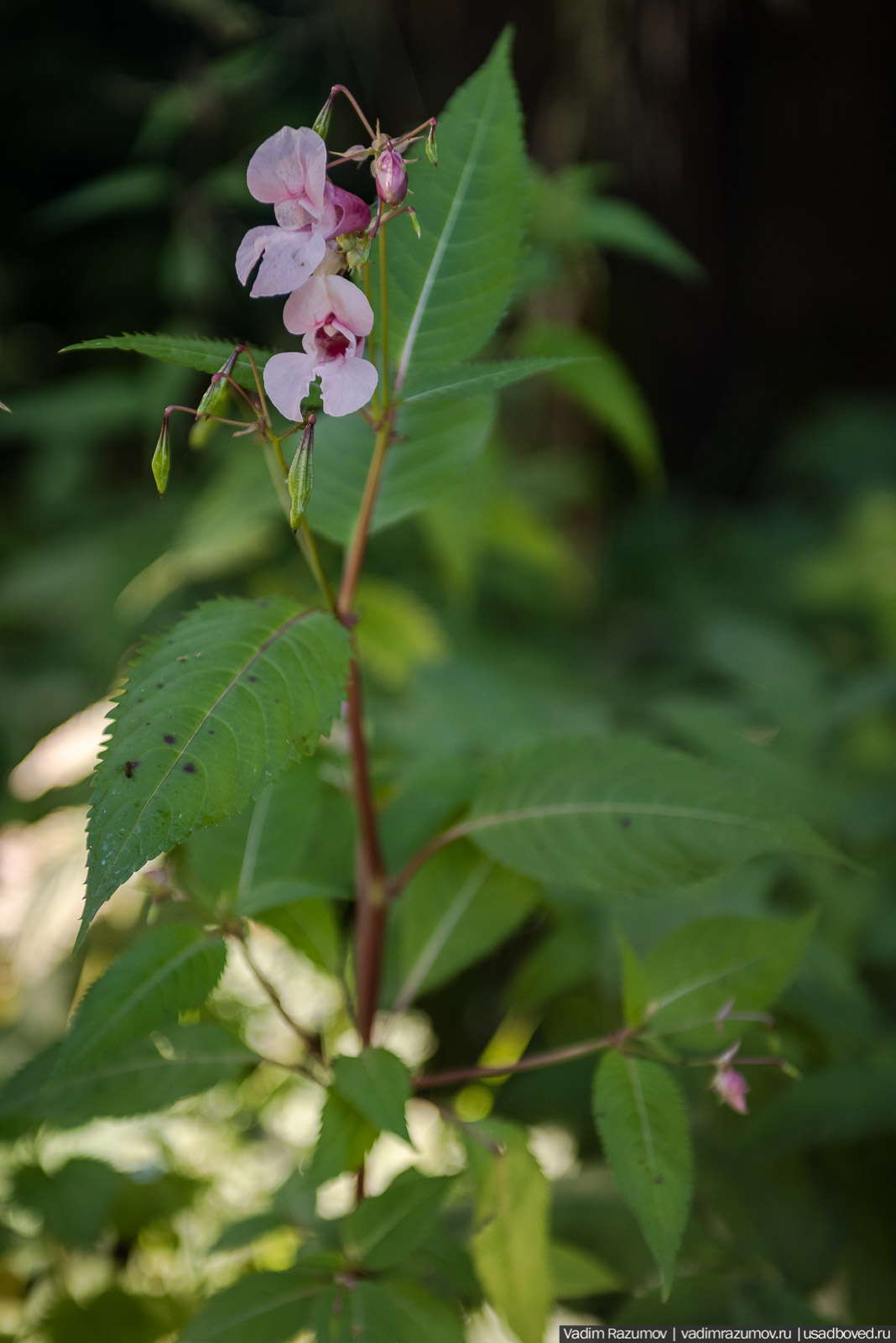 Усадьба Заболотье, парк, курганы, Долгопрудный, Москва