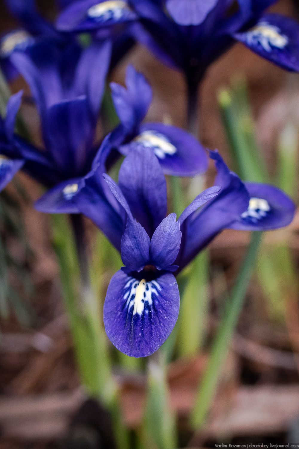 Продснежники в Аптекарском огороде