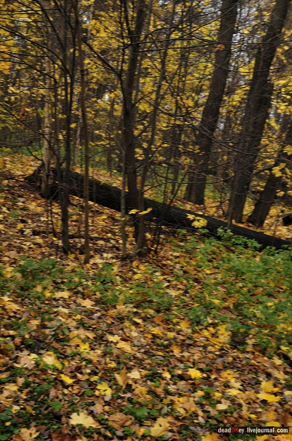 усадьба Жуково