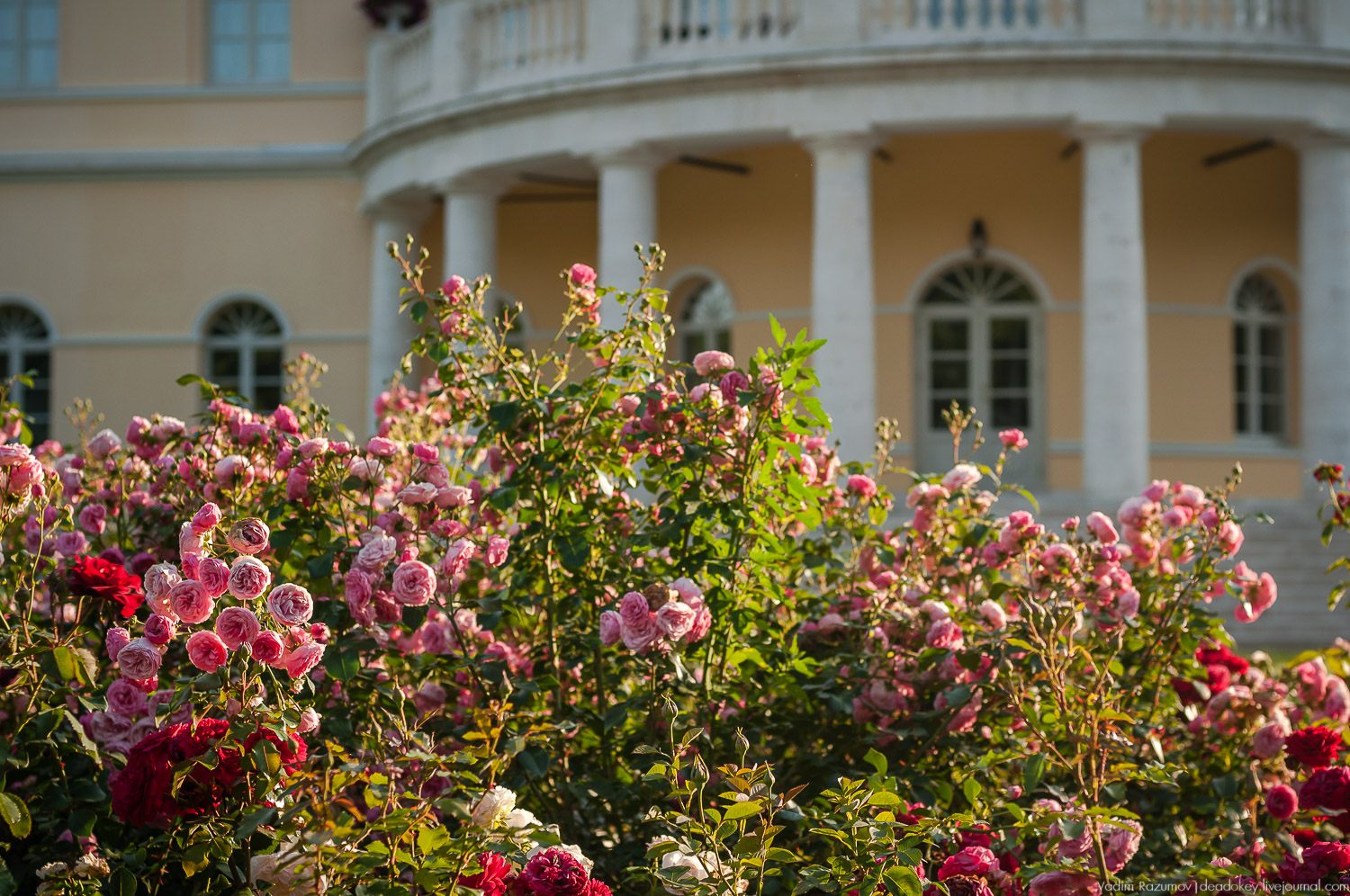 Цветы в усадьбах, поздравление с 8 марта