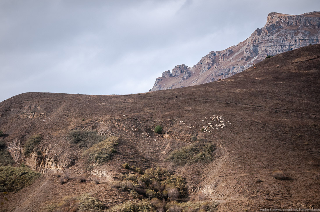Башенный комплекс Фалхан, Ингушетия, Джейрахское ущелье.
