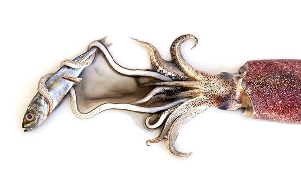 Заливное из медузы. Человек должен изменить привычки в еде, чтобы выжить