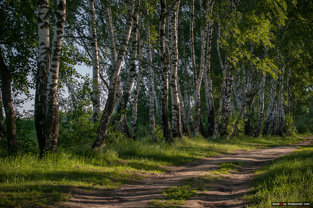 Пейзажный парк в усадьбе Гребнево