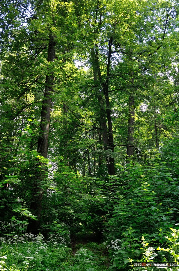 усадьба Дубки