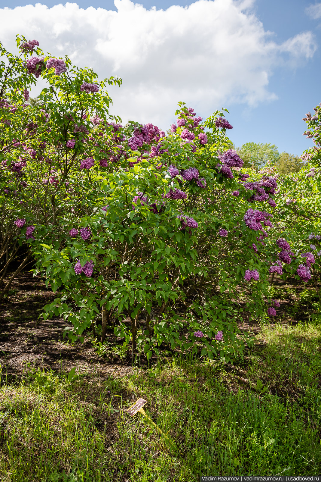 Мещерский дендрарий, ЛОСС, усадьба Барсуково, цветение сирени, Липецкая области