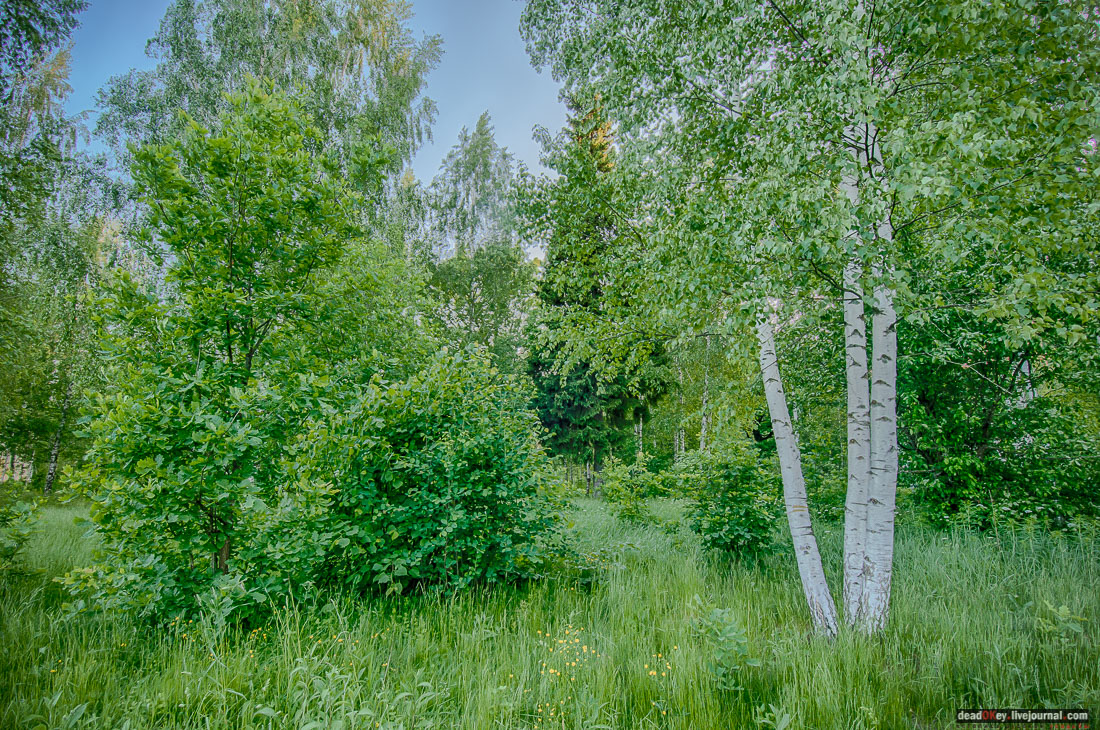 Пейзажный парк в усадьбе Гребнево