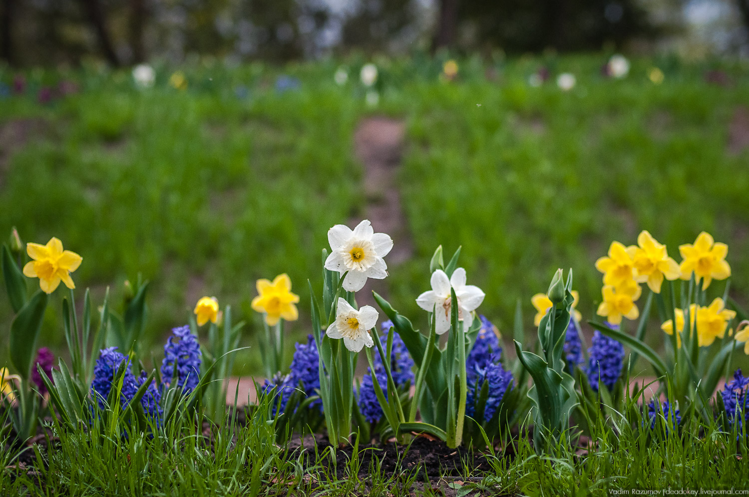 Цветы в усадьбах, поздравление с 8 марта