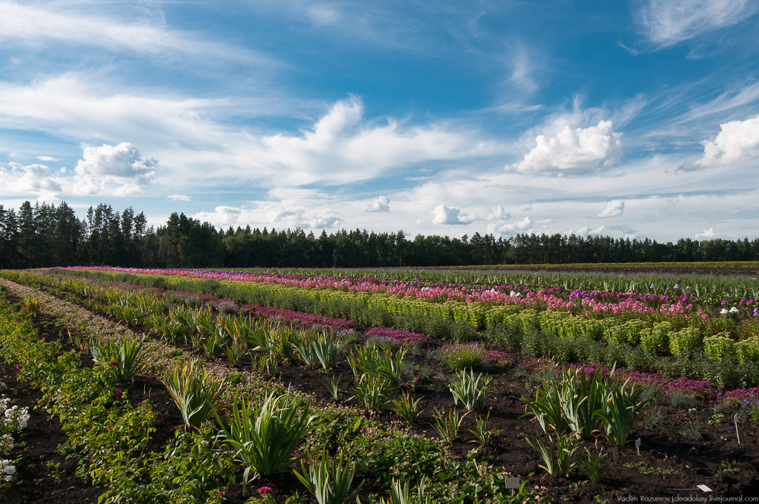 усадьба Барсуково