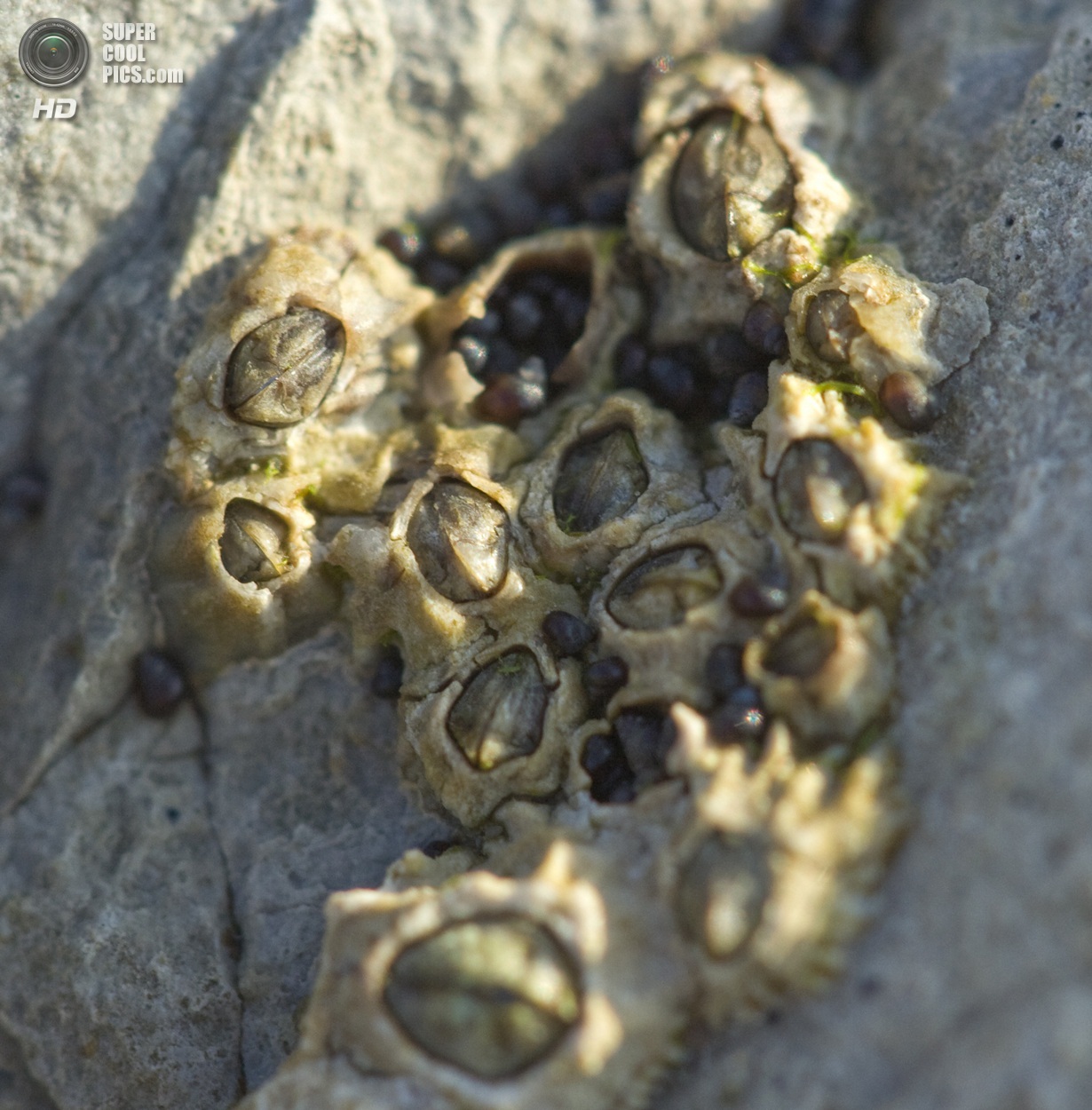 Морские желуди - балянусы желуди, домика, желудей, морских, ножки, жизни, чтобы, рачок, Морские, времени, однако, раковину, способны, очень, усоногих, помощью, головы, образ, животных, морские