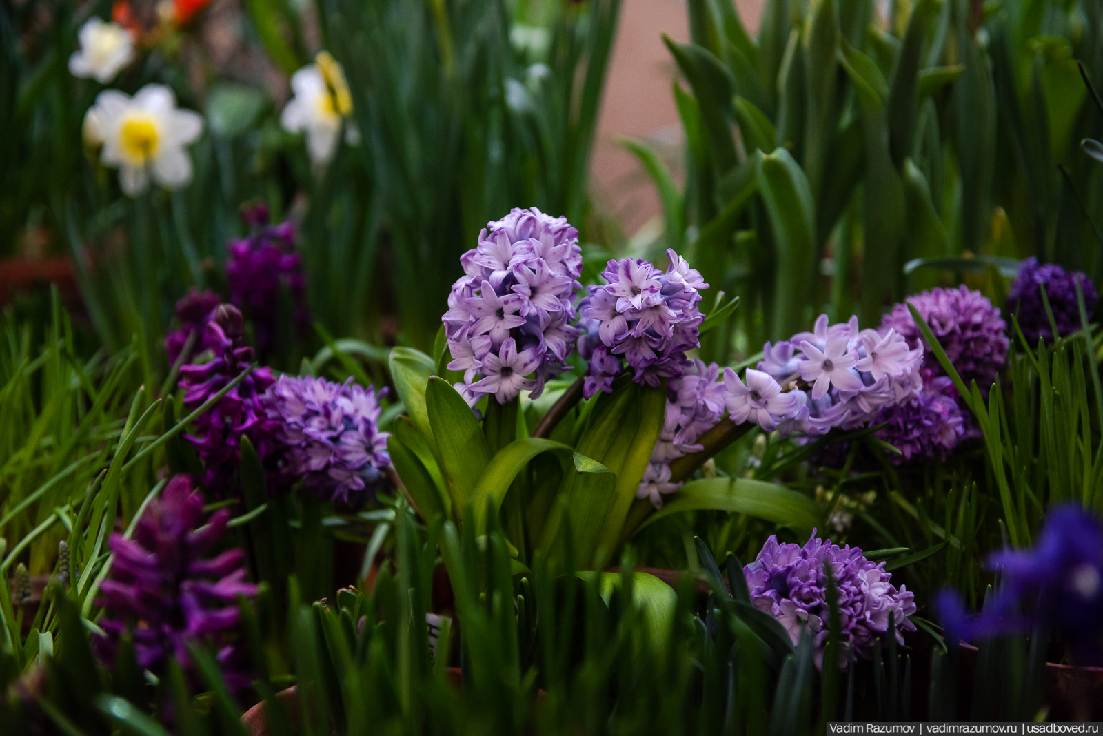 Аптекарский огород, Репетиция весны 2021, цветы, 8 Марта