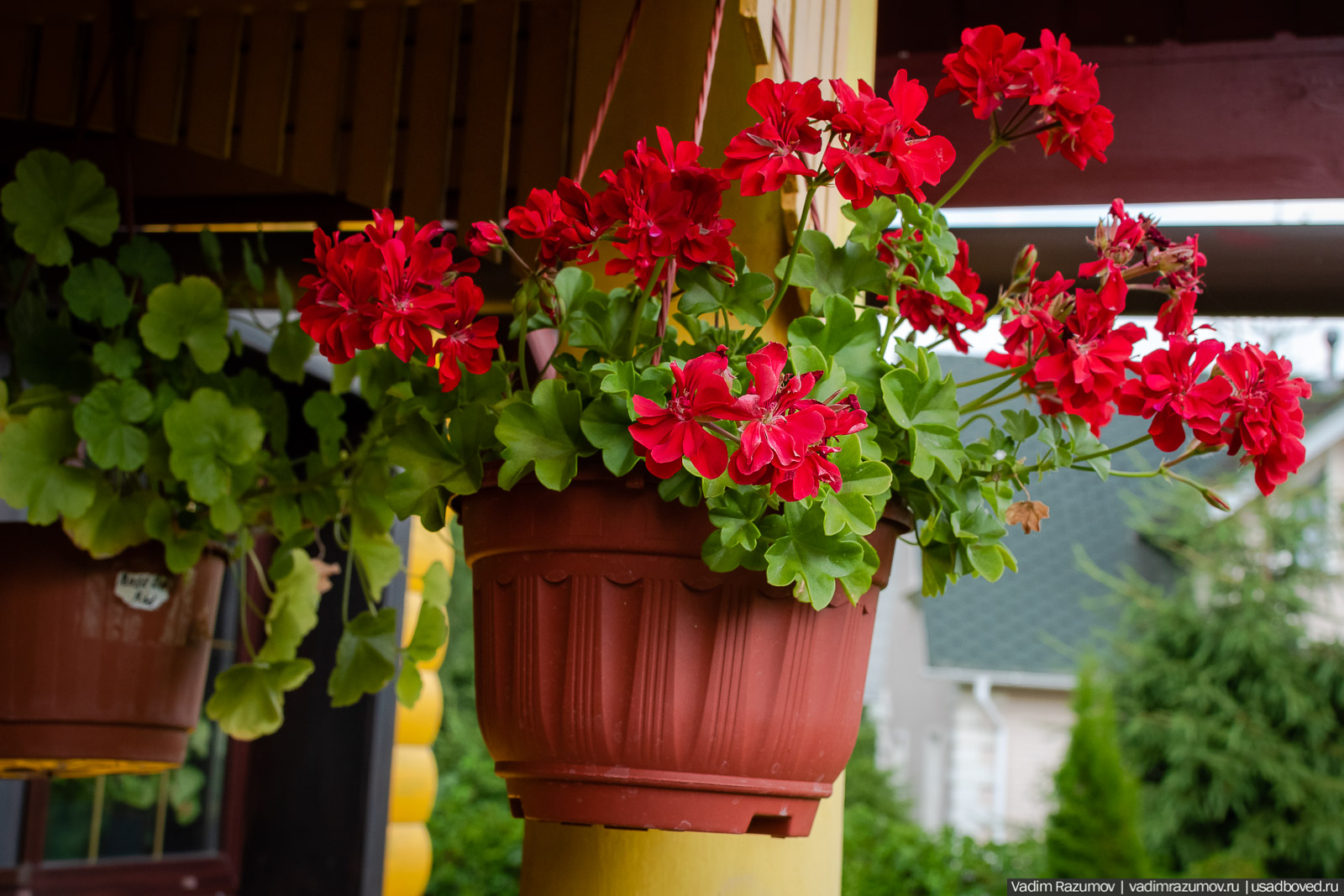 Пеларгония, герань, Вадим Разумов