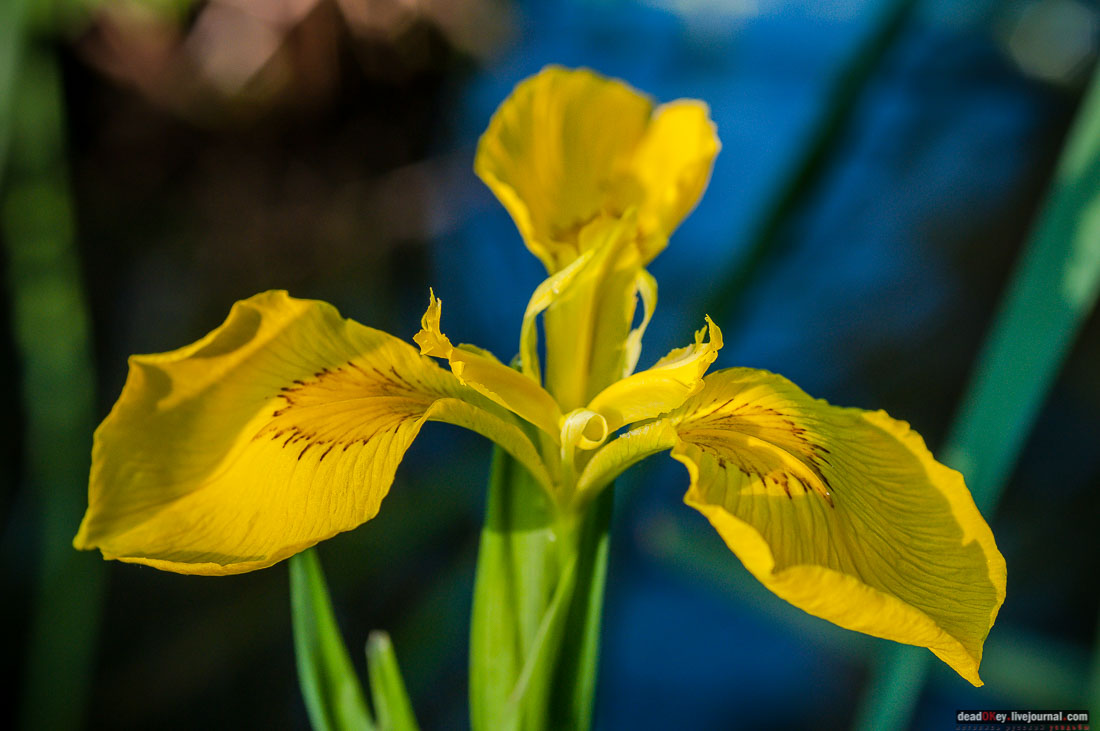 Пейзажный парк в усадьбе Гребнево