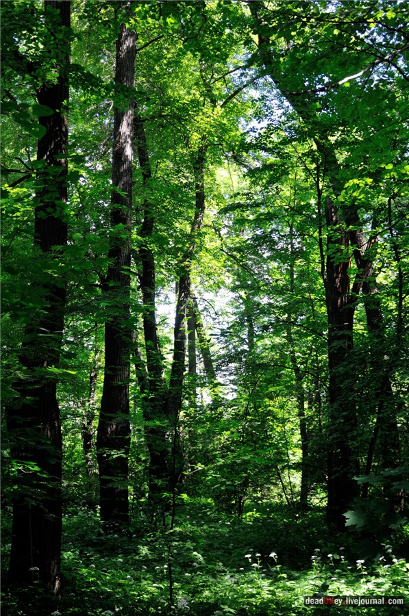 усадьба Петровское (Большепетровское)