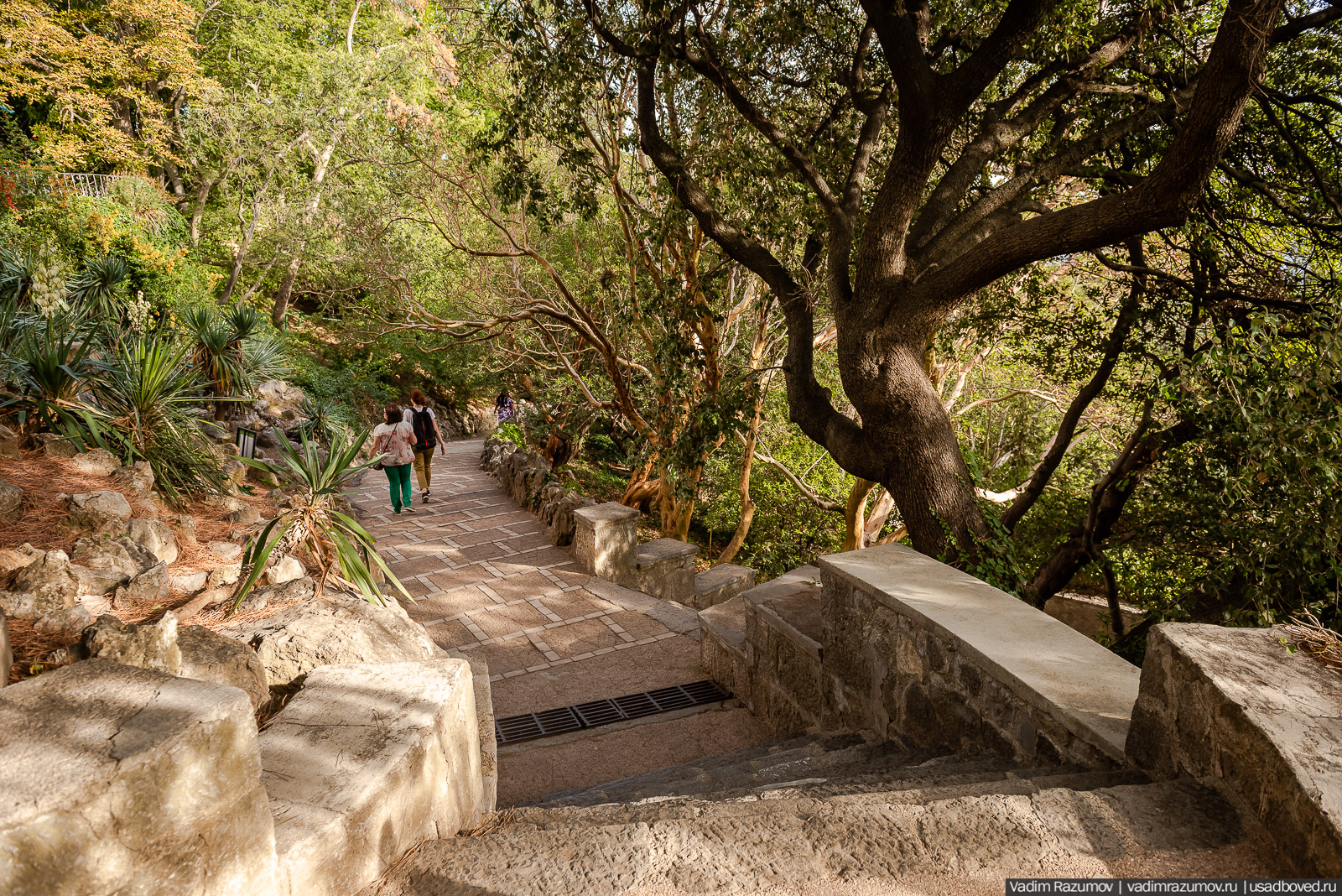 Никитский ботанический сад