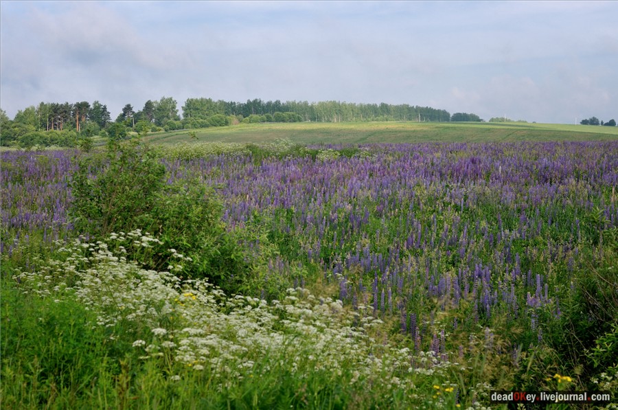 усадьба Завалино